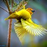 Golden Weaver