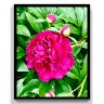 Peony and buds
