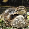 Duckling