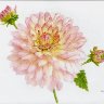 Dahlia and Buds