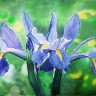 Blue Siberian Iris