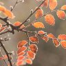 Cotoneaster Leaves in November