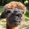 Lama