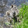 Duck with ducklings