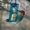 Loving the Suet Red Bellied Woodpecker 