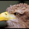 Profile of a Raptor