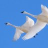 Tundra Swan pair in flight