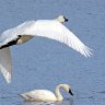 Tundra Swans