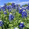 Texas bluebonnets
