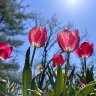 tulips