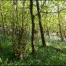 Woodland and bluebells.