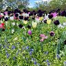 tulips