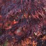 Acer palmatum 'Dissectum Garnet' 2