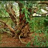 Ancient Life