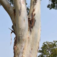 Eucalyptus-tereticornis-aka-Forest-Red-Gum-DSC_0095-1080X1920 - Copy.jpg