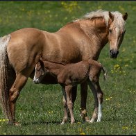 New born foal 3 halved..jpg