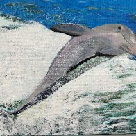playful dolphin.jpg