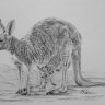Kangaroo