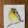 Blackburnian Warbler