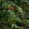 Autumn berries.