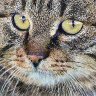 Cats&rsquo; Eyes