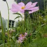 Pink Cosmos