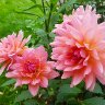 Peachy Dahlias