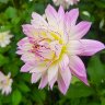 Dahlia