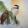 Chickadee