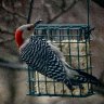 Hungry Woodpecker 