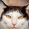 The Inner Happiness Of the Sixth Cat