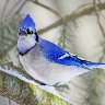 Blue Jay in Winter unsigned small