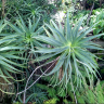 Aloe succulent