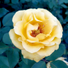 Yellow Whisper