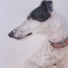 058 - Greyhound 3