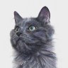 Grey (Gray?) Kitty