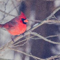 Cardinal_Mar01_2024.jpg