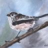 Little Long Tailed Tit