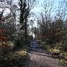 Early morning woodland.