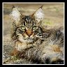 Yes, I'm All Ears!