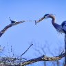 heron couple passing stick (1 of 1)