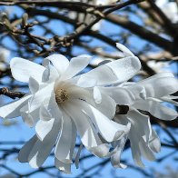 Star Magnolia.jpg