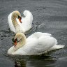 circling swans (1 of 1)