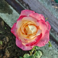 pink rose soriana pmp.jpeg