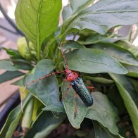 red headed beauty beetle pmp.jpg