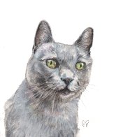Grey Cat 2024.jpg