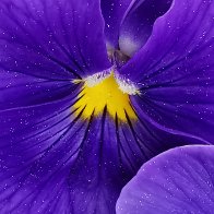 Violet Pansy Close-up.jpg