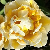 Flaming Evita tulip.jpg