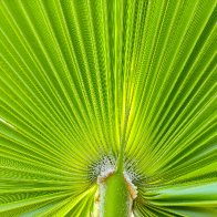Palm Leaf res.jpg