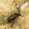 Cetonia aurata - Rosenkäfer 2024 b